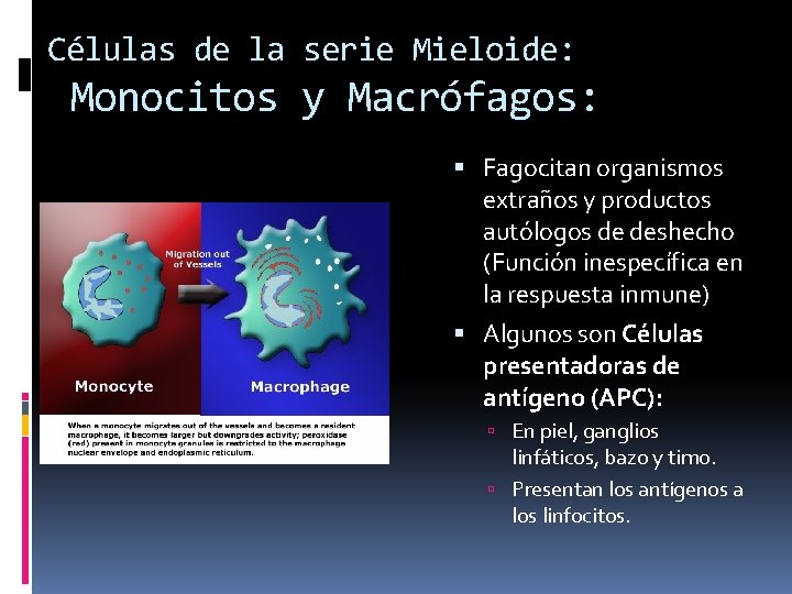 Células de la serie Mieloide: Monocitos y Macrófagos: Fagocitan organismos extraños y productos autólogos Células de la serie Mieloide: Monocitos y Macrófagos: Fagocitan organismos extraños y productos autólogos