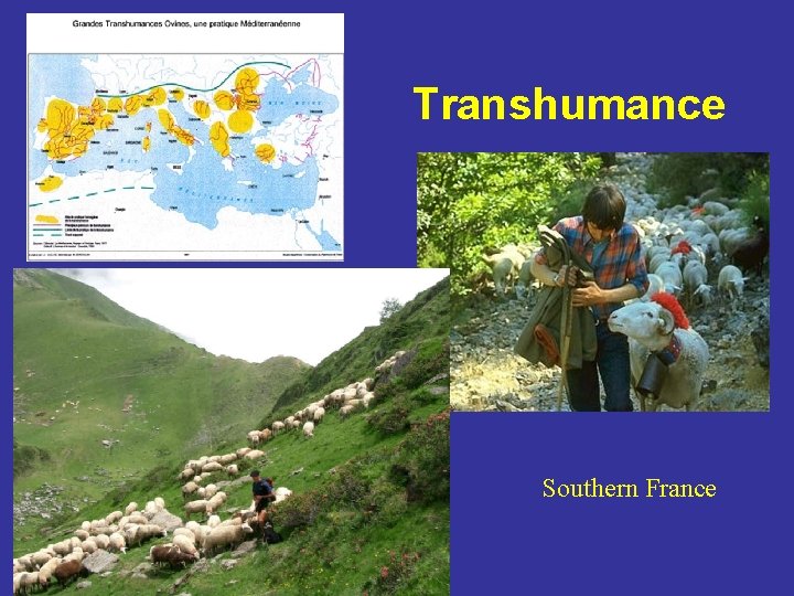 Transhumance Southern France 