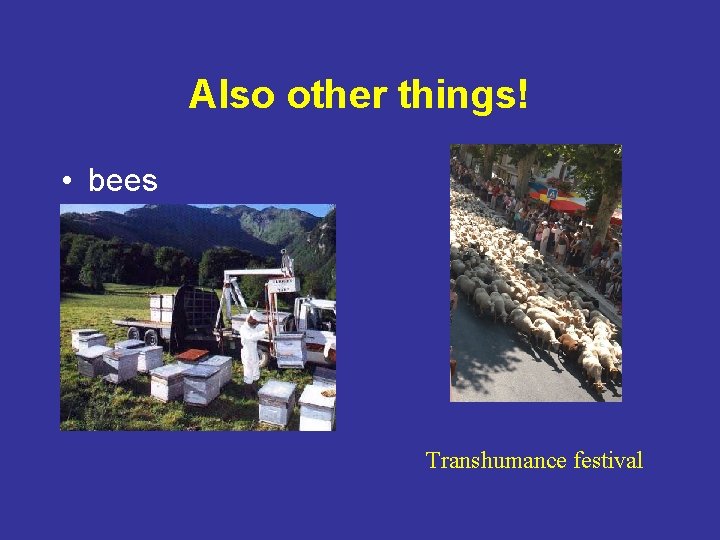 Also other things! • bees Transhumance festival 