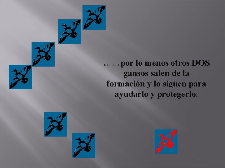 ……por lo menos otros DOS gansos salen de la formación y lo siguen para