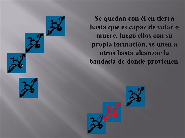 Se quedan con él en tierra hasta que es capaz de volar o muere,