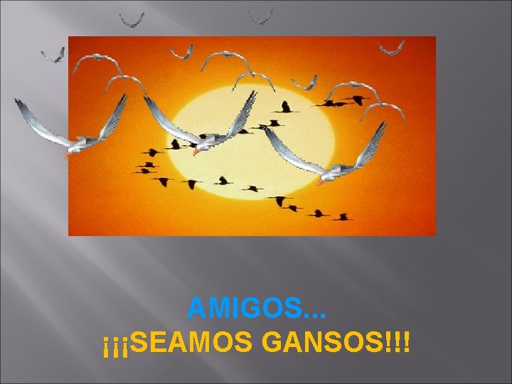 AMIGOS. . . ¡¡¡SEAMOS GANSOS!!! 