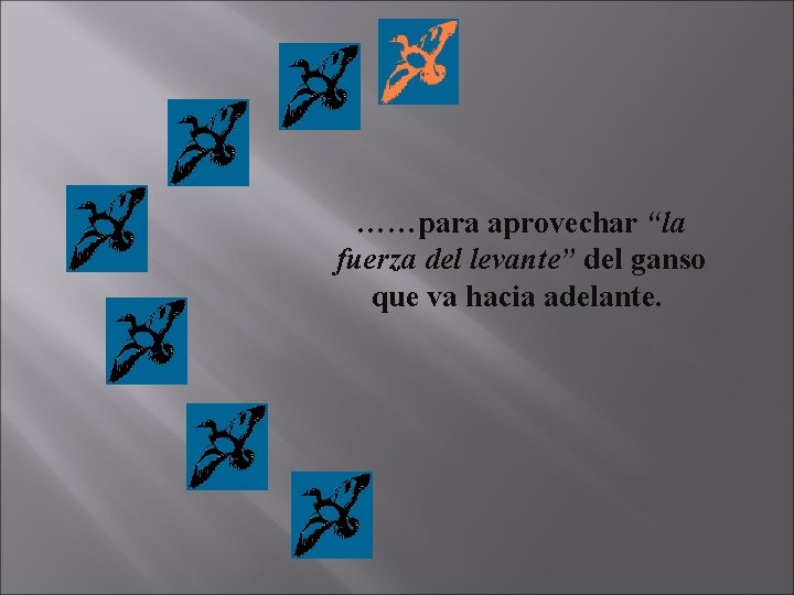 ……para aprovechar “la fuerza del levante” del ganso que va hacia adelante. 