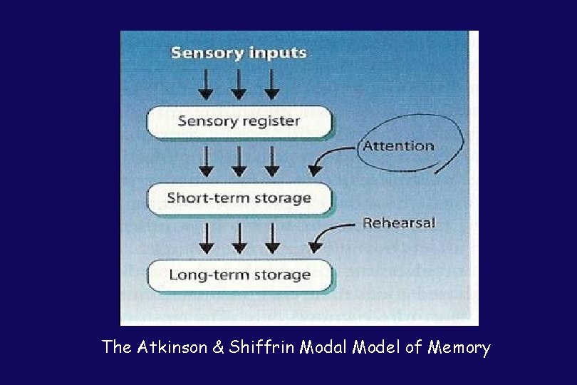 The Atkinson & Shiffrin Modal Model of Memory 