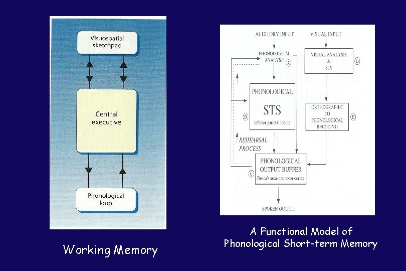 Working Memory A Functional Model of Phonological Short-term Memory 