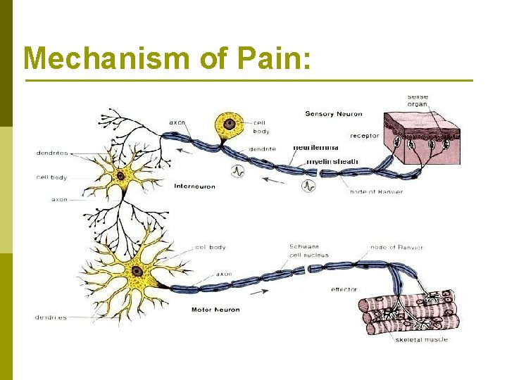Mechanism of Pain: Mechanism of Pain: