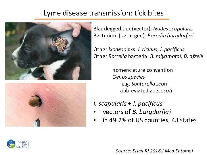 Lyme disease transmission: tick bites Blacklegged tick (vector): Ixodes scapularis Bacterium (pathogen): Borrelia burgdorferi