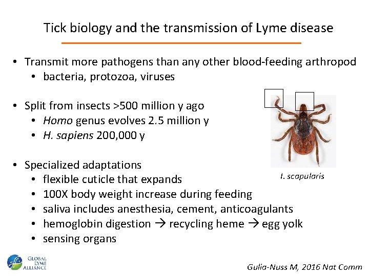 Tick biology and the transmission of Lyme disease • Transmit more pathogens than any