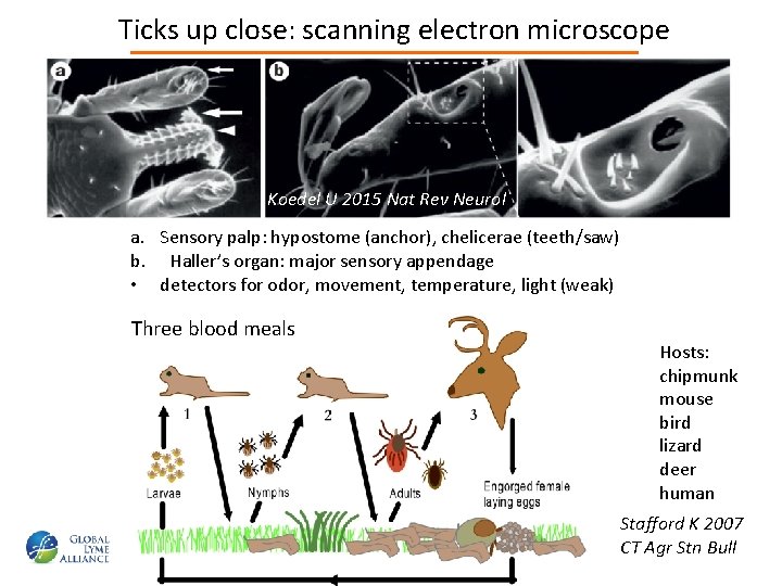 Ticks up close: scanning electron microscope Koedel U 2015 Nat Rev Neurol a. Sensory