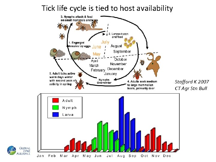 Tick life cycle is tied to host availability Stafford K 2007 CT Agr Stn