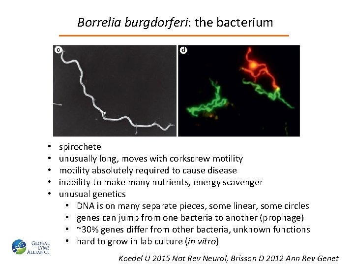 Borrelia burgdorferi: the bacterium • • • spirochete unusually long, moves with corkscrew motility