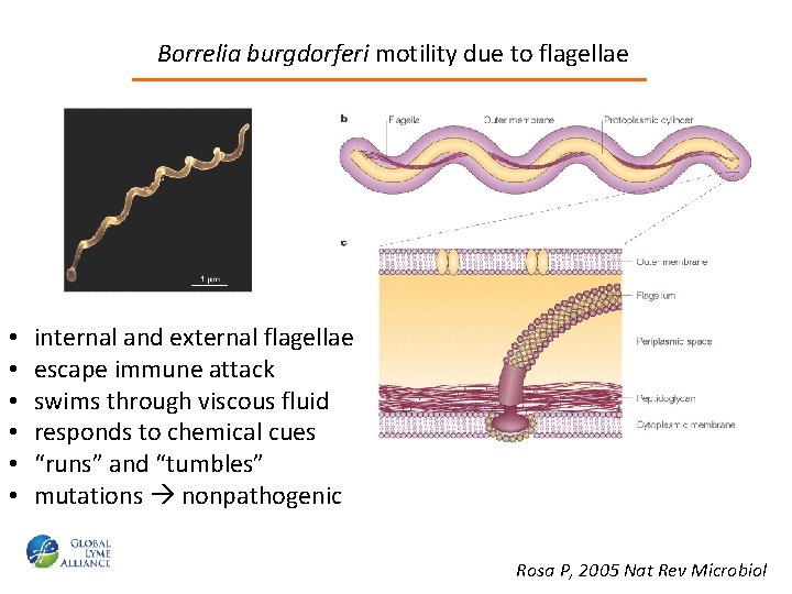 Borrelia burgdorferi motility due to flagellae • • • internal and external flagellae escape