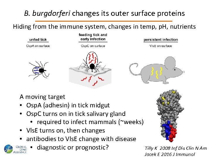 B. burgdorferi changes its outer surface proteins Hiding from the immune system, changes in