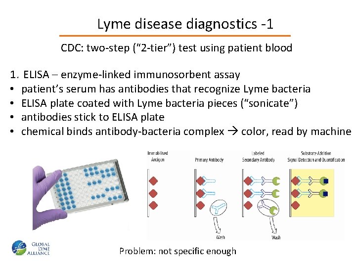 Lyme disease diagnostics -1 CDC: two-step (“ 2 -tier”) test using patient blood 1.