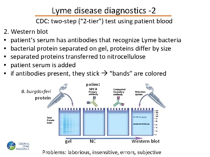 Lyme disease diagnostics -2 CDC: two-step (“ 2 -tier”) test using patient blood 2.