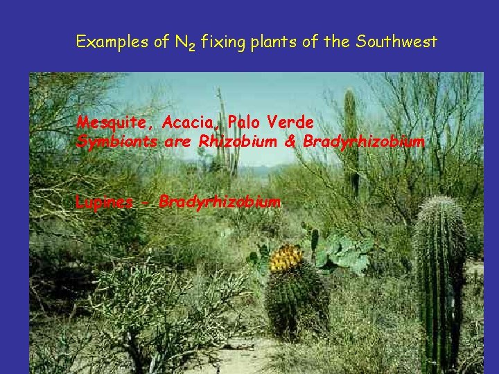 Examples of N 2 fixing plants of the Southwest Mesquite, Acacia, Palo Verde Symbionts