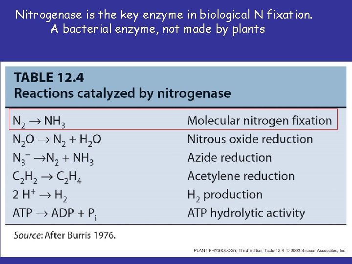 Nitrogenase is the key enzyme in biological N fixation. A bacterial enzyme, not made