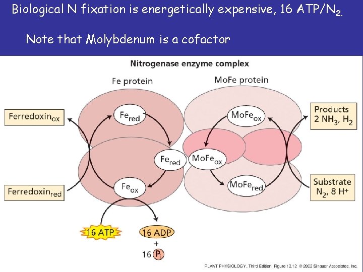 Biological N fixation is energetically expensive, 16 ATP/N 2. Note that Molybdenum is a