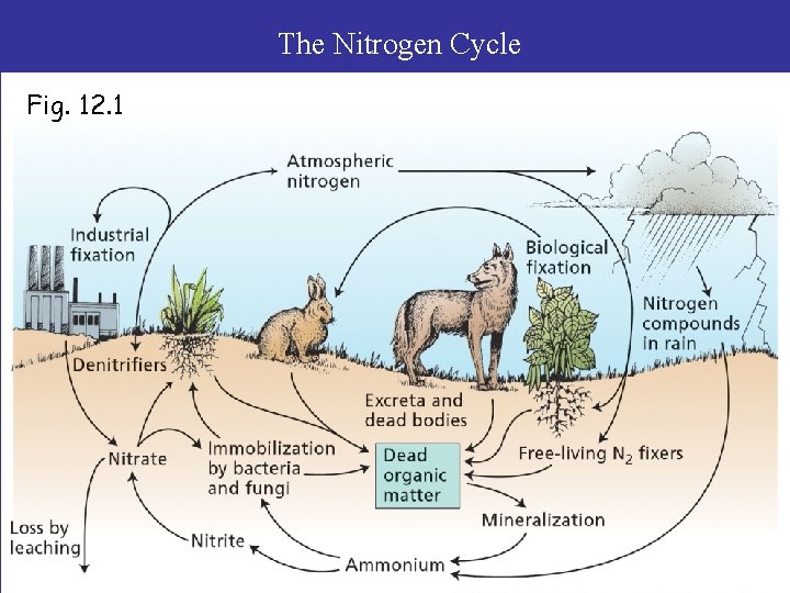 The Nitrogen Cycle Fig. 12. 1 