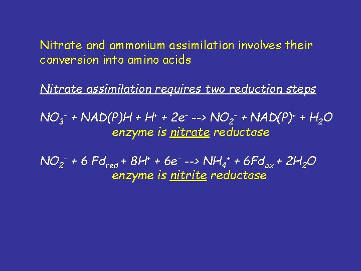 Nitrate and ammonium assimilation involves their conversion into amino acids Nitrate assimilation requires two