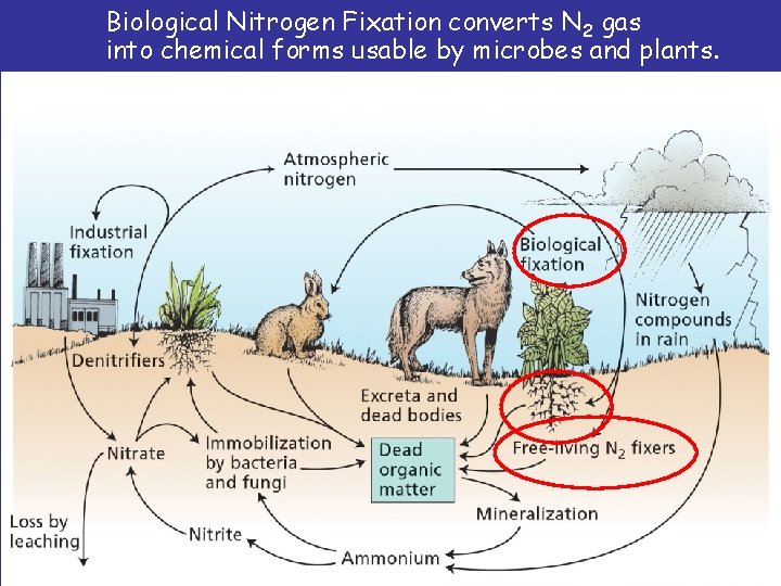 Biological Nitrogen Fixation converts N 2 gas into chemical forms usable by microbes and