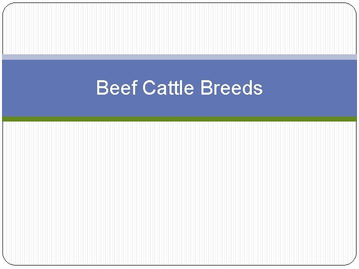 Beef Cattle Breeds 