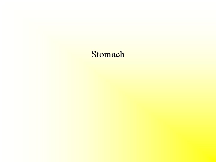 Stomach 