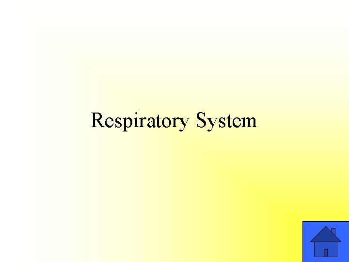 Respiratory System 