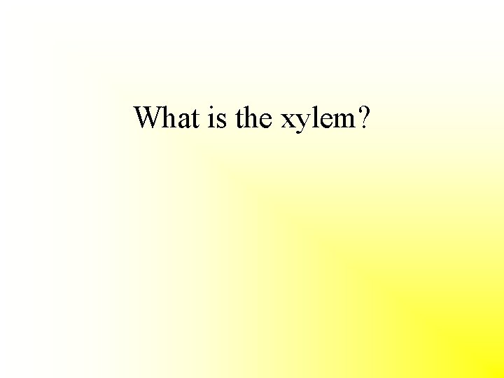 What is the xylem? 