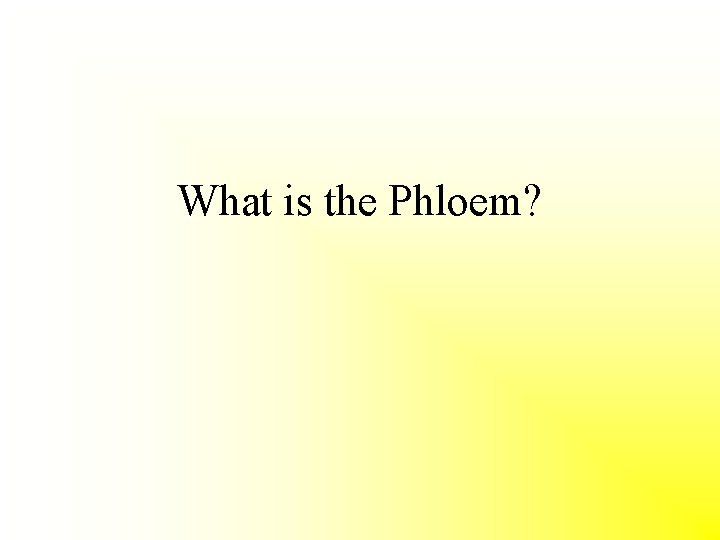 What is the Phloem? 