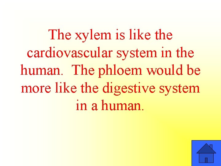 The xylem is like the cardiovascular system in the human. The phloem would be