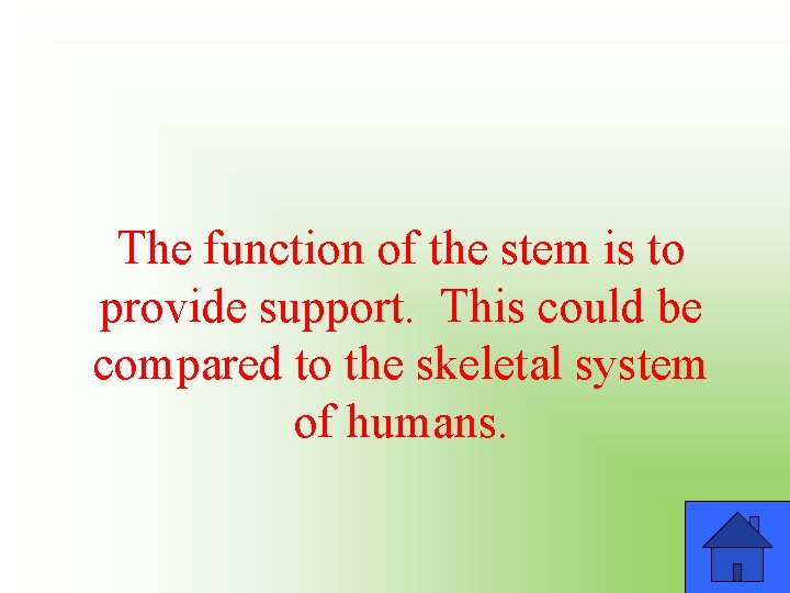 The function of the stem is to provide support. This could be compared to