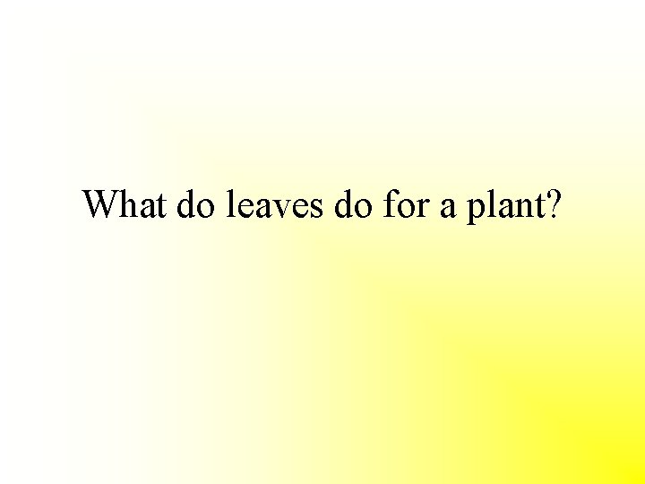 What do leaves do for a plant? 