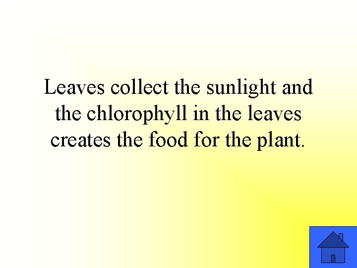 Leaves collect the sunlight and the chlorophyll in the leaves creates the food for