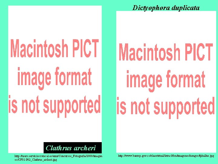 Dictyophora duplicata Clathrus archeri http: //users. servicios. retecal. es/amz/Concursos_Fotografia/2000/imagen es/CF 01 -P 02_Clathrus_archeri. jpg
