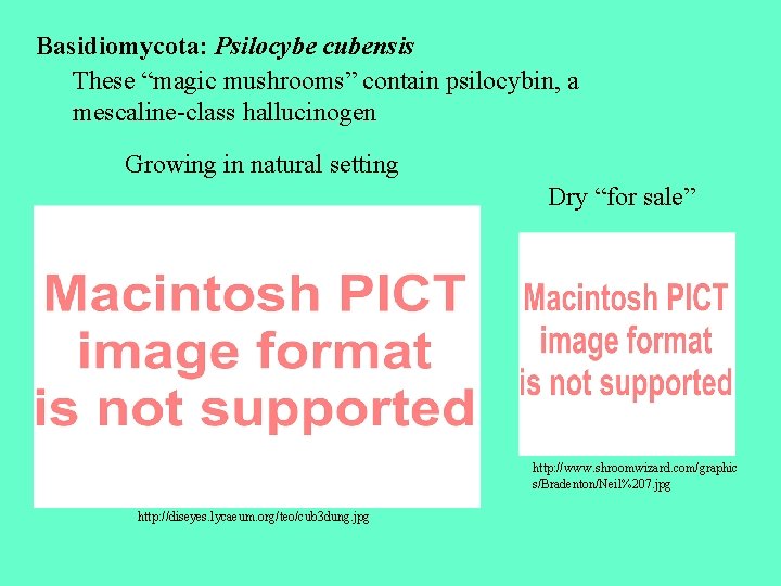 Basidiomycota: Psilocybe cubensis These “magic mushrooms” contain psilocybin, a mescaline-class hallucinogen Growing in natural