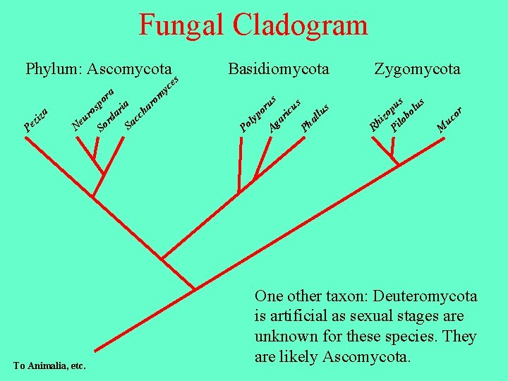 Fungal Cladogram Zygomycota s M uc or lu lo bo pu Pi Rh izo