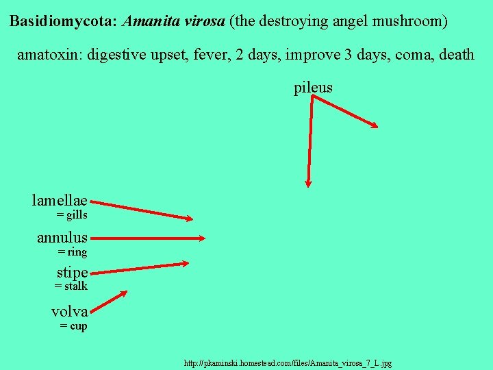 Basidiomycota: Amanita virosa (the destroying angel mushroom) amatoxin: digestive upset, fever, 2 days, improve