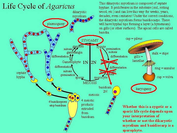 Life Cycle of Agaricus This dikaryotic mycelium is composed of septate hyphae. It proliferates