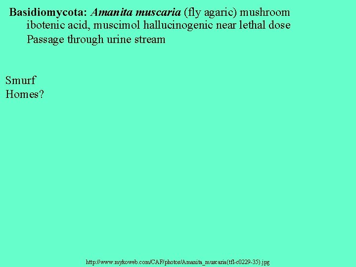 Basidiomycota: Amanita muscaria (fly agaric) mushroom ibotenic acid, muscimol hallucinogenic near lethal dose Passage