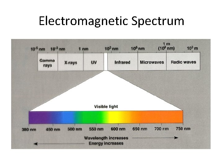 Electromagnetic Spectrum 