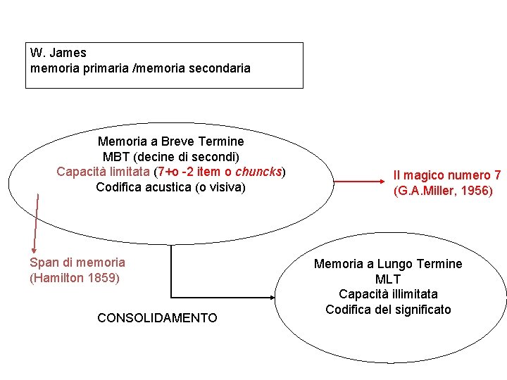 W. James memoria primaria /memoria secondaria Memoria a Breve Termine MBT (decine di secondi) W. James memoria primaria /memoria secondaria Memoria a Breve Termine MBT (decine di secondi)