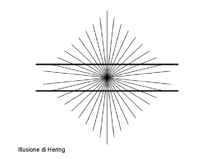 Illusione di Hering Illusione di Hering