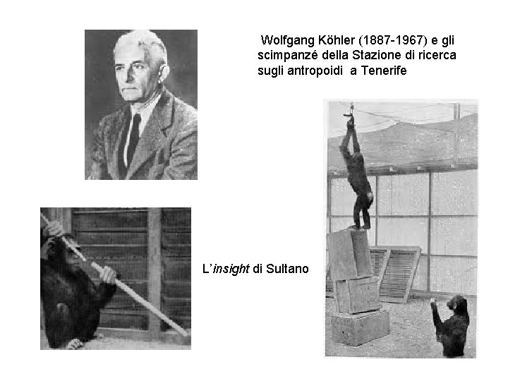 Wolfgang Köhler (1887 -1967) e gli scimpanzé della Stazione di ricerca sugli antropoidi Wolfgang Köhler (1887 -1967) e gli scimpanzé della Stazione di ricerca sugli antropoidi