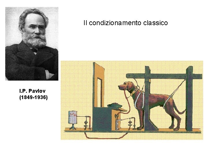 Il condizionamento classico I. P. Pavlov (1849 -1936) Il condizionamento classico I. P. Pavlov (1849 -1936)