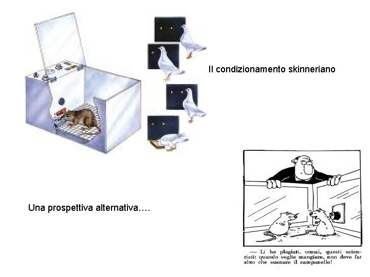 Il condizionamento skinneriano Una prospettiva alternativa…. Il condizionamento skinneriano Una prospettiva alternativa….