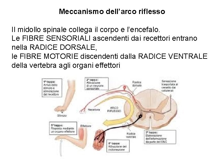 Meccanismo dell’arco riflesso Il midollo spinale collega il corpo e l’encefalo. Le FIBRE SENSORIALI Meccanismo dell’arco riflesso Il midollo spinale collega il corpo e l’encefalo. Le FIBRE SENSORIALI