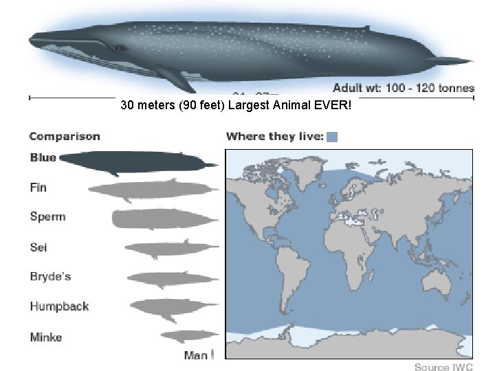 30 meters (90 feet) Largest Animal EVER! 30 meters (90 feet) Largest Animal EVER!