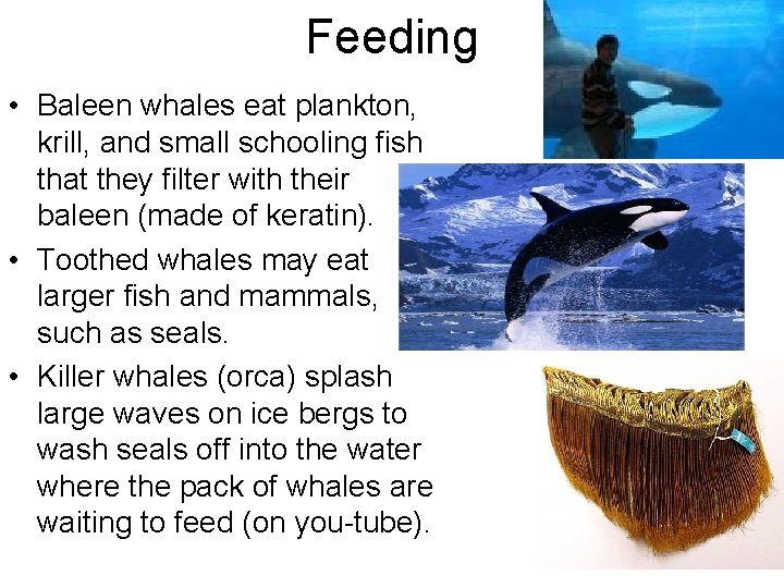 Feeding • Baleen whales eat plankton, krill, and small schooling fish that they filter Feeding • Baleen whales eat plankton, krill, and small schooling fish that they filter