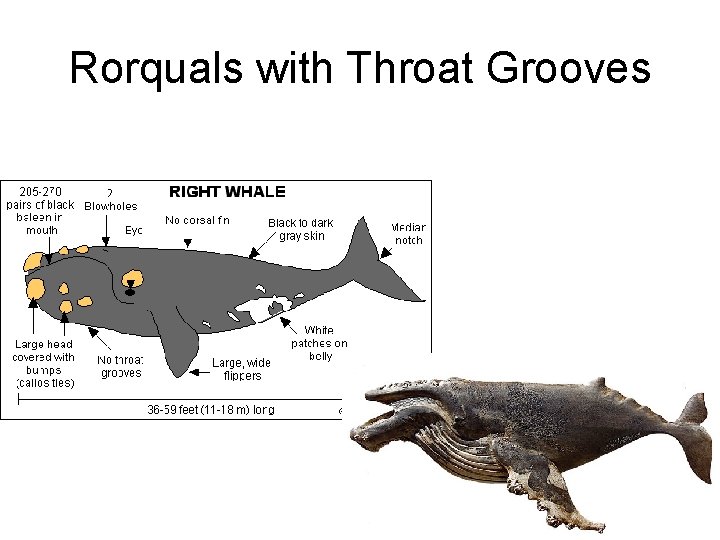 Rorquals with Throat Grooves Rorquals with Throat Grooves